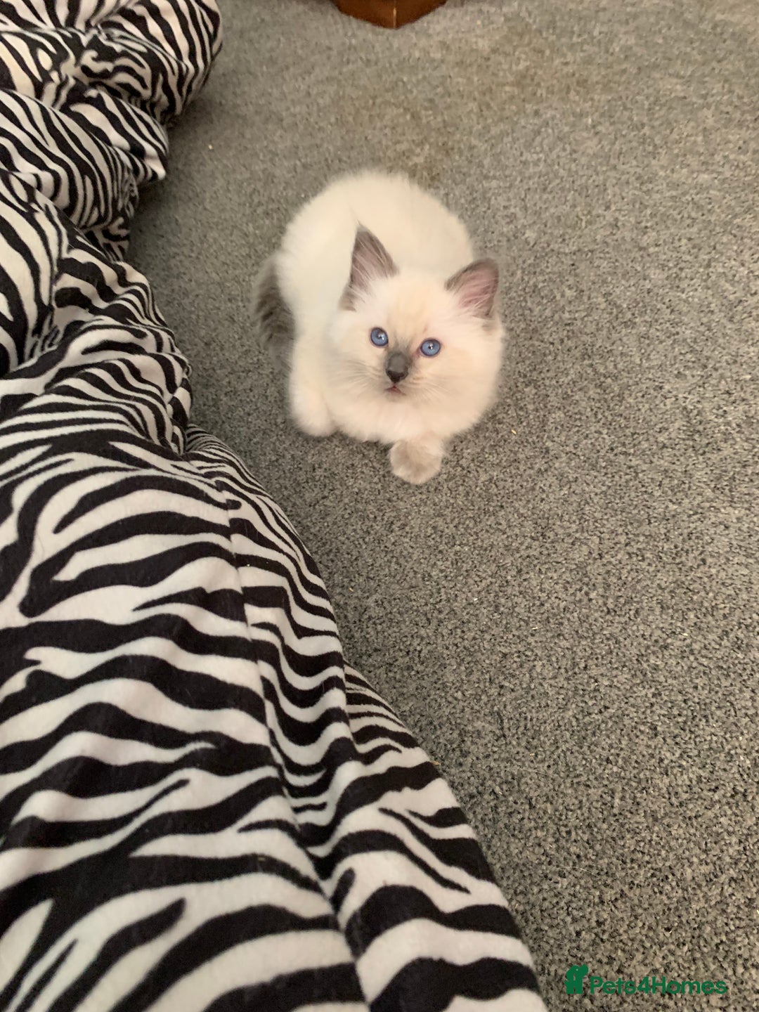 Ragdoll cats for sale: Stunning blue and lilac ragdoll kittens - Image 10
