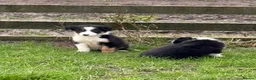 Border Collie dogs for sale: 🌟Beautiful Border Collies🌟 - Advert 10