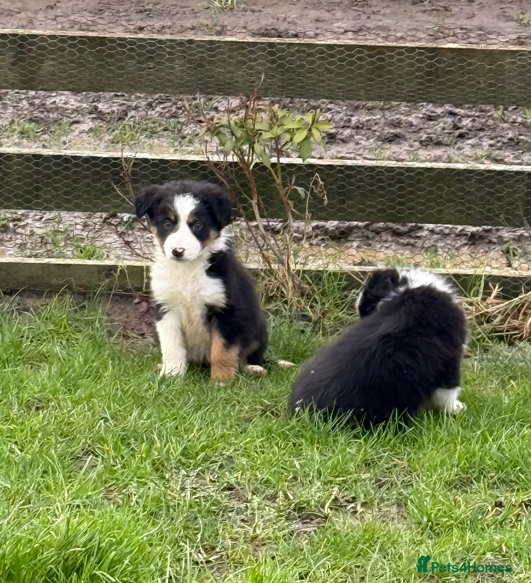 Border Collie dogs for sale: 🌟Beautiful Border Collies🌟 - Advert 10
