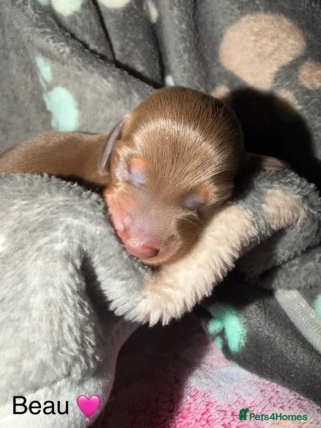 Miniature Dachshund dogs for sale: Miniature dachshund pups - Advert 12