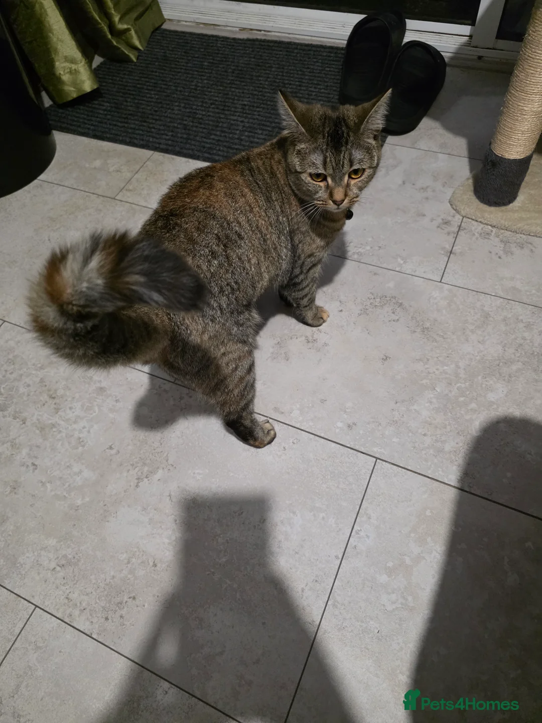 British Shorthair cats for sale: 9 month old female cat in Peterborough - Advert 1