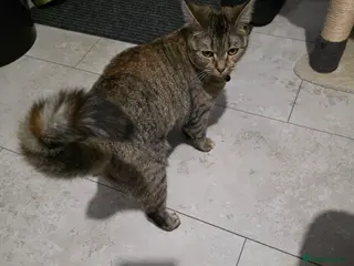 British Shorthair cats 9 month old female cat in Peterborough - Advert 3