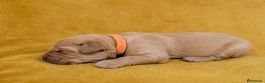 Golden Retriever 2- Orange