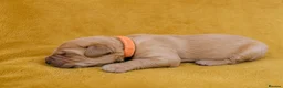 Golden Retriever dogs for sale: Family raised, fox red golden retriever puppies. - Advert 13