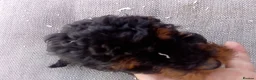 Cockapoo dogs for sale:  cockerpoo licensed breeder  - Advert 5