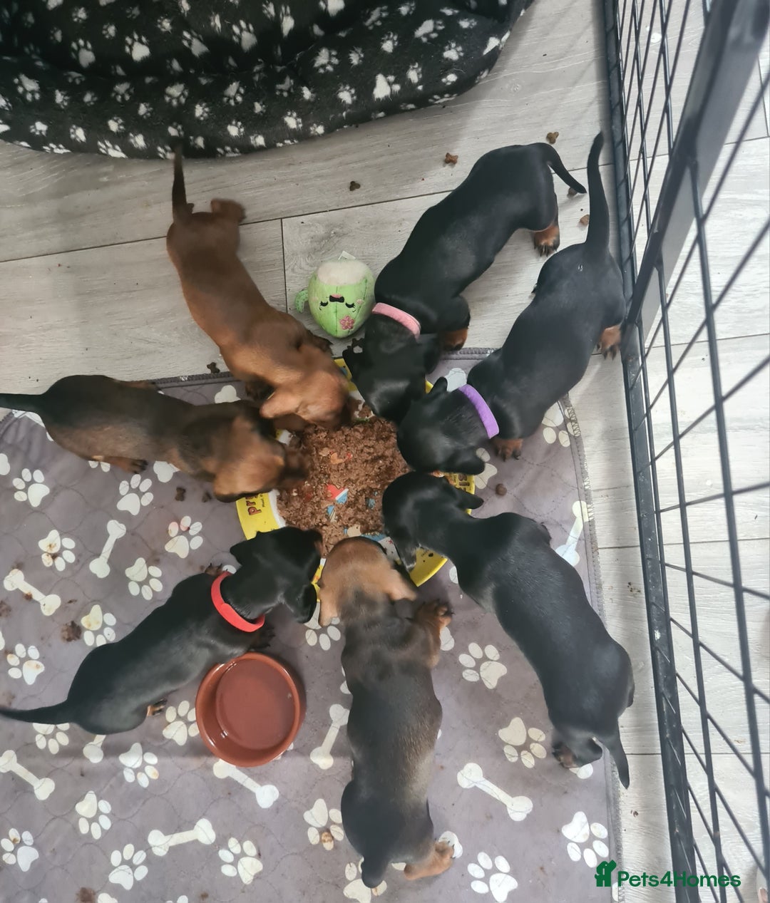 Miniature Dachshund dogs for sale: Minature dashshunds 2 boys 2 girls left - Image 8