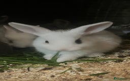 French Lop rabbits for sale: Beautiful Lop bunnies  - Image 4