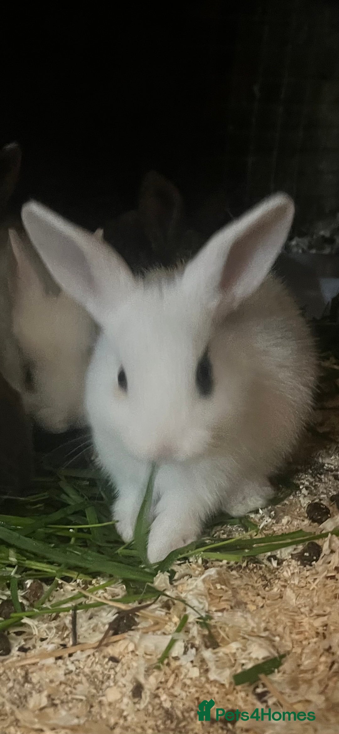 French Lop rabbits for sale: Beautiful Lop bunnies  - Image 4