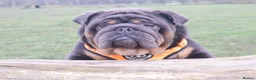 English Bulldog dogs for stud: PROVEN KC Blue & Tan Bulldog for Stud - Advert 4