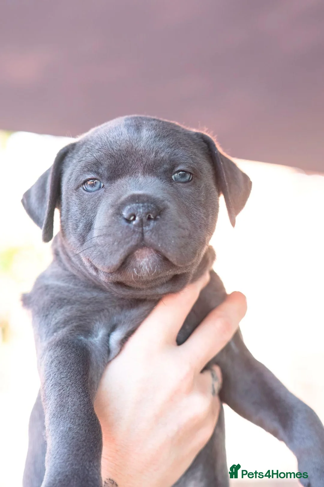 Staffordshire Bull Terrier dogs for sale: 7 weeks old today - Advert 2