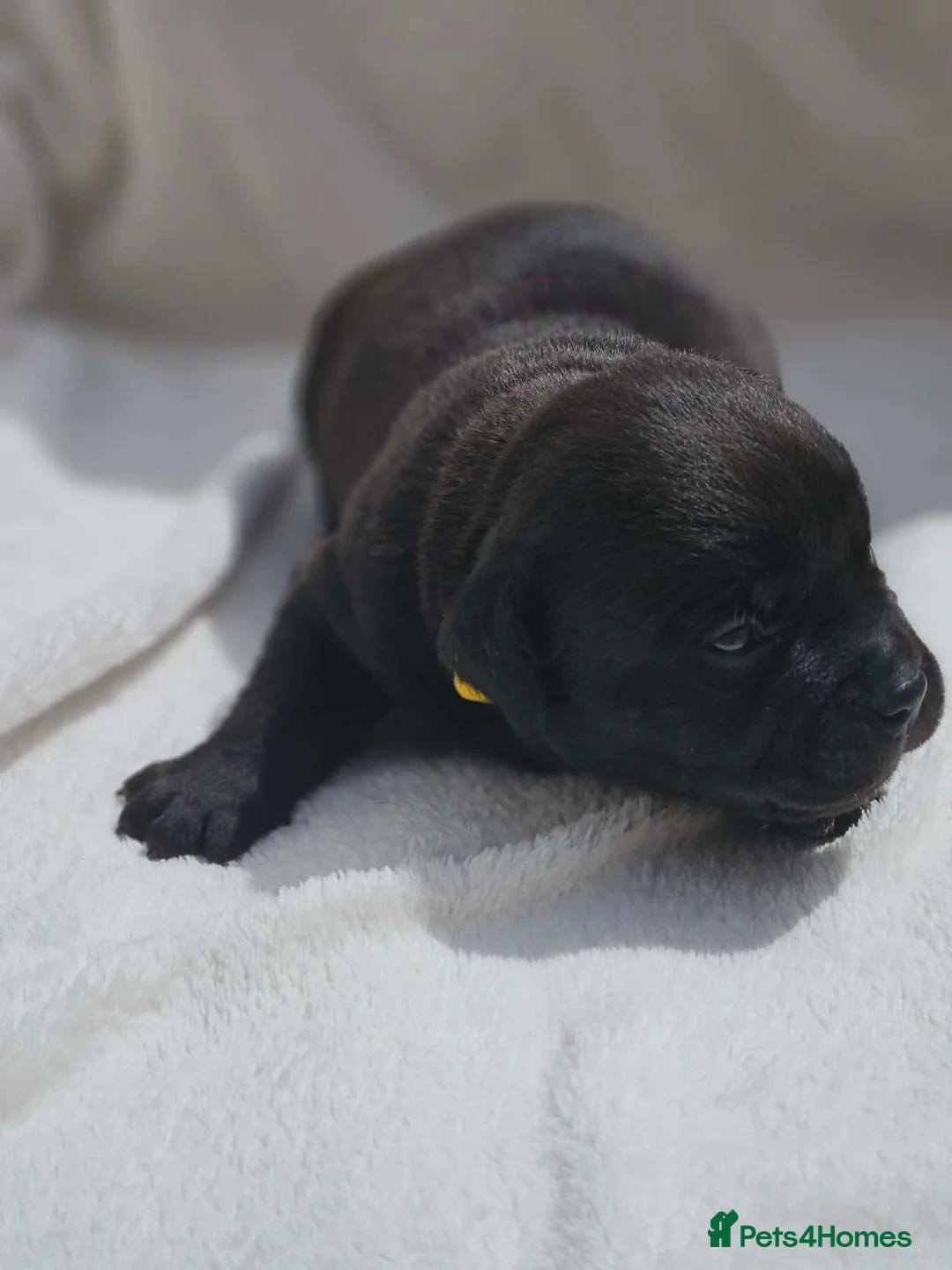 Mixed Breed dogs for sale: Bullador puppies  - Advert 2