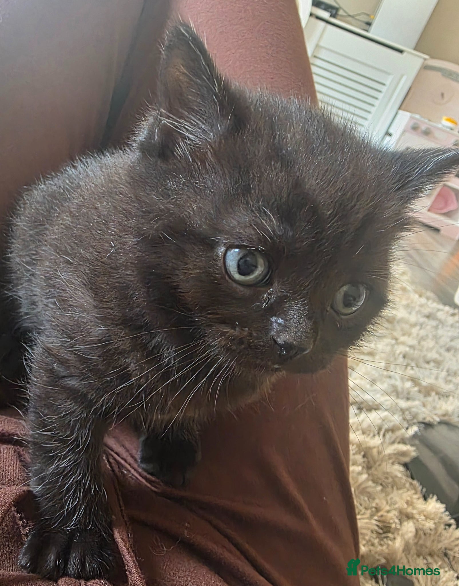 British Shorthair cats for sale: British shorthair mixed beautiful little boy left  - Advert 3