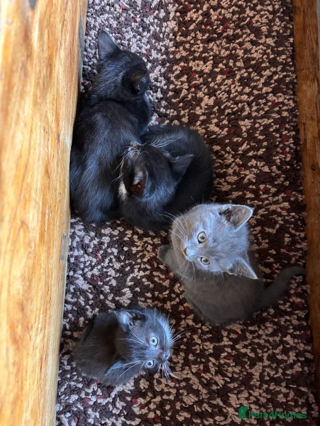 British Shorthair cats for sale: All black beautiful female kitten  - Advert 11