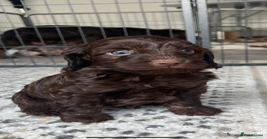 Cockapoo dogs - Advert 5