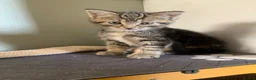 Mixed Breed cats for sale: Gorgeous Female kittens  - Advert 1