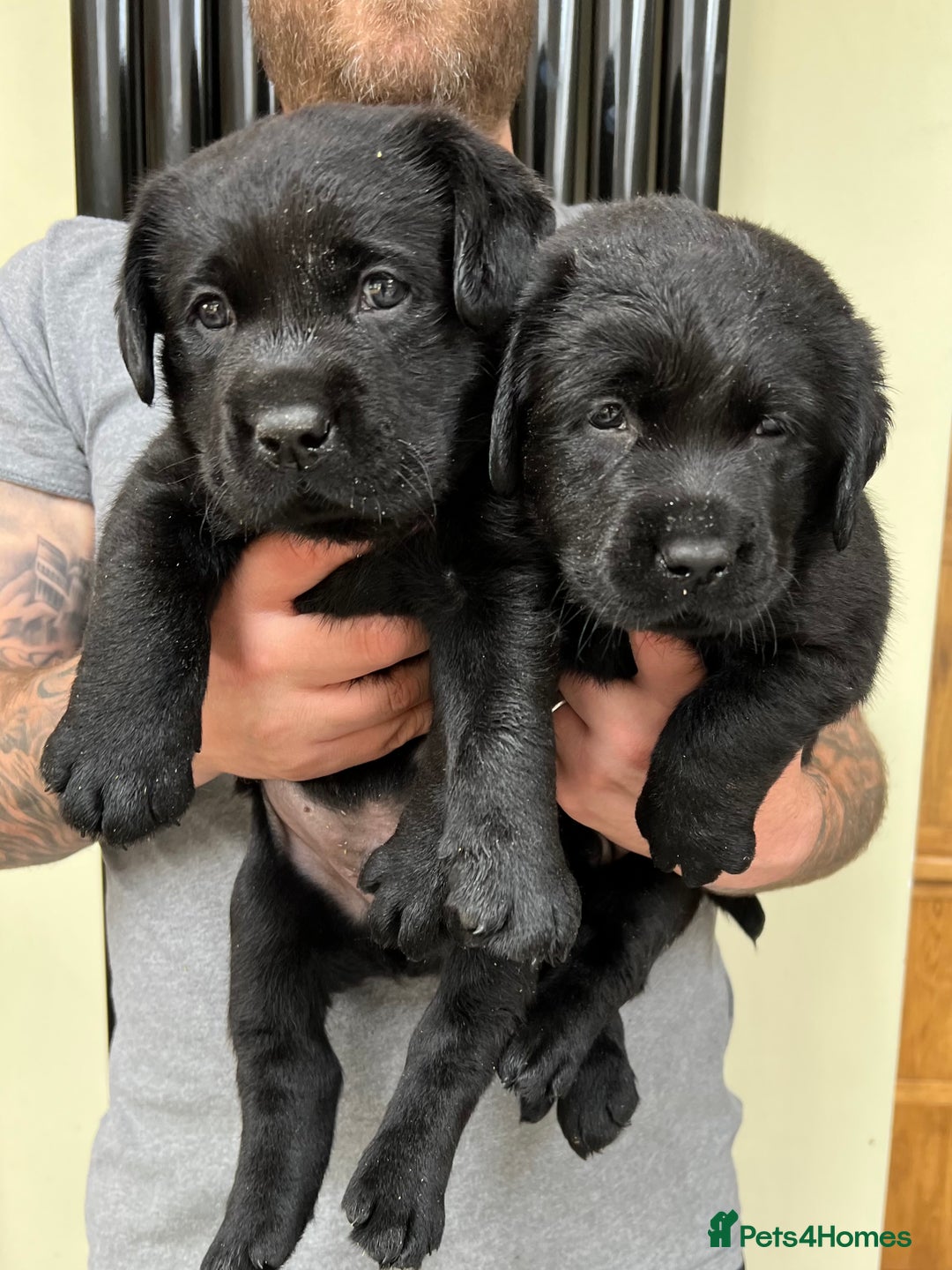 Labrador Retriever dogs for sale: 2 Show Type Black Boys - KC Reg Chunky Pups - Image 4