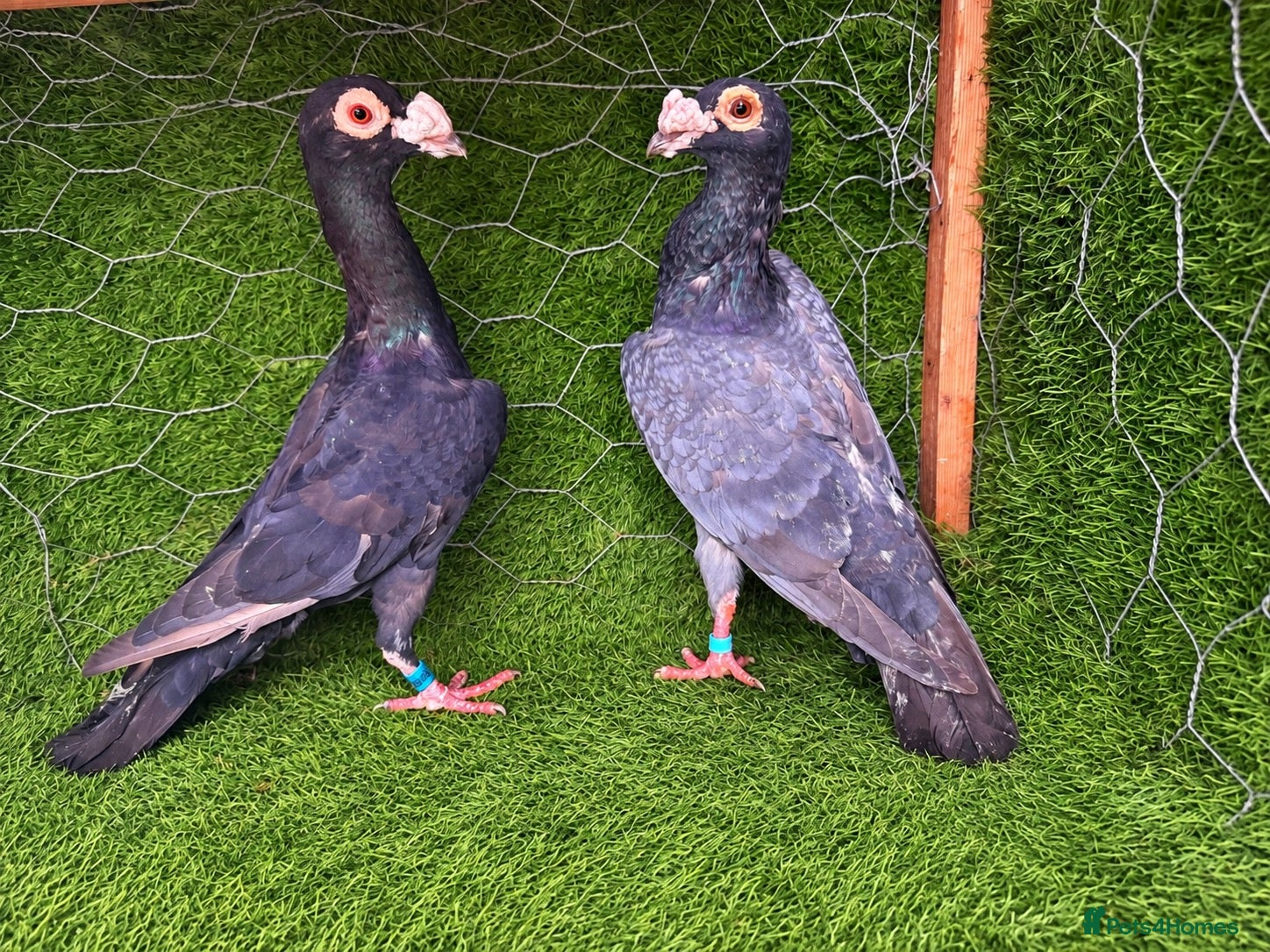 Pigeons birds Beautiful Quality Pigeons Healthy & Well Cared For - Advert 1