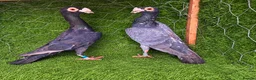 Pigeons birds for sale: Beautiful Quality Pigeons Healthy & Well Cared For - Advert 22