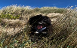 Bernedoodle dogs for sale: Jamie - Image 4