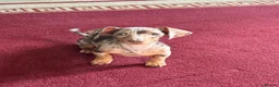 Miniature Dachshund dogs for sale: Meet Rolo, sweet little 6 month-old Dachshund - Advert 7