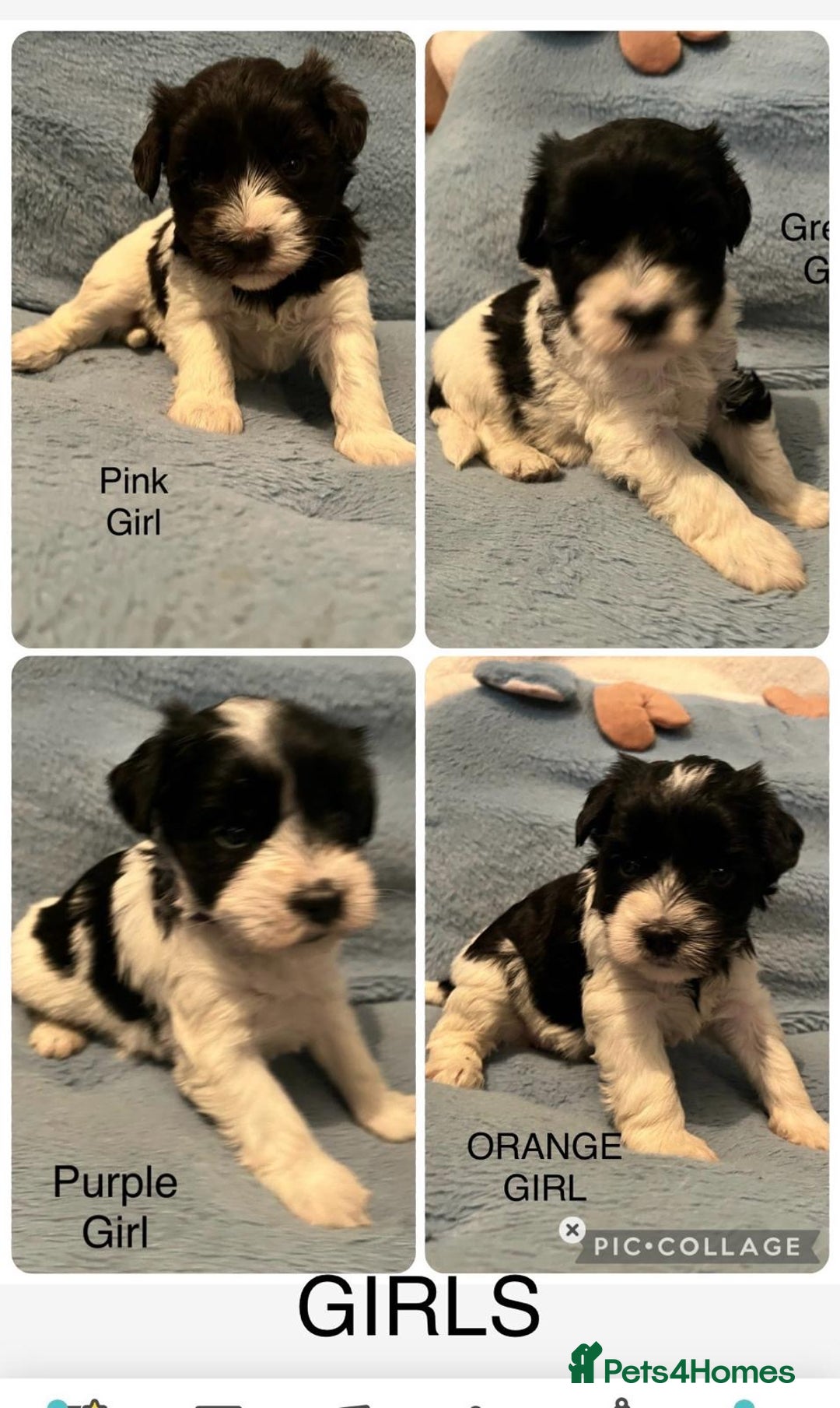 Miniature Schnauzer dogs for sale: OMG ❤️RARE  PEDIGREE PARTI MINIATURE SCHNAUZER  - Advert 5