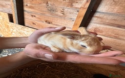 Continental Giant rabbits for sale: Pure Bred Continental Giant Rabbits  - Image 6