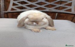 Mini Lop rabbits for sale: Mini lops baby rabbits for sale  - Image 7