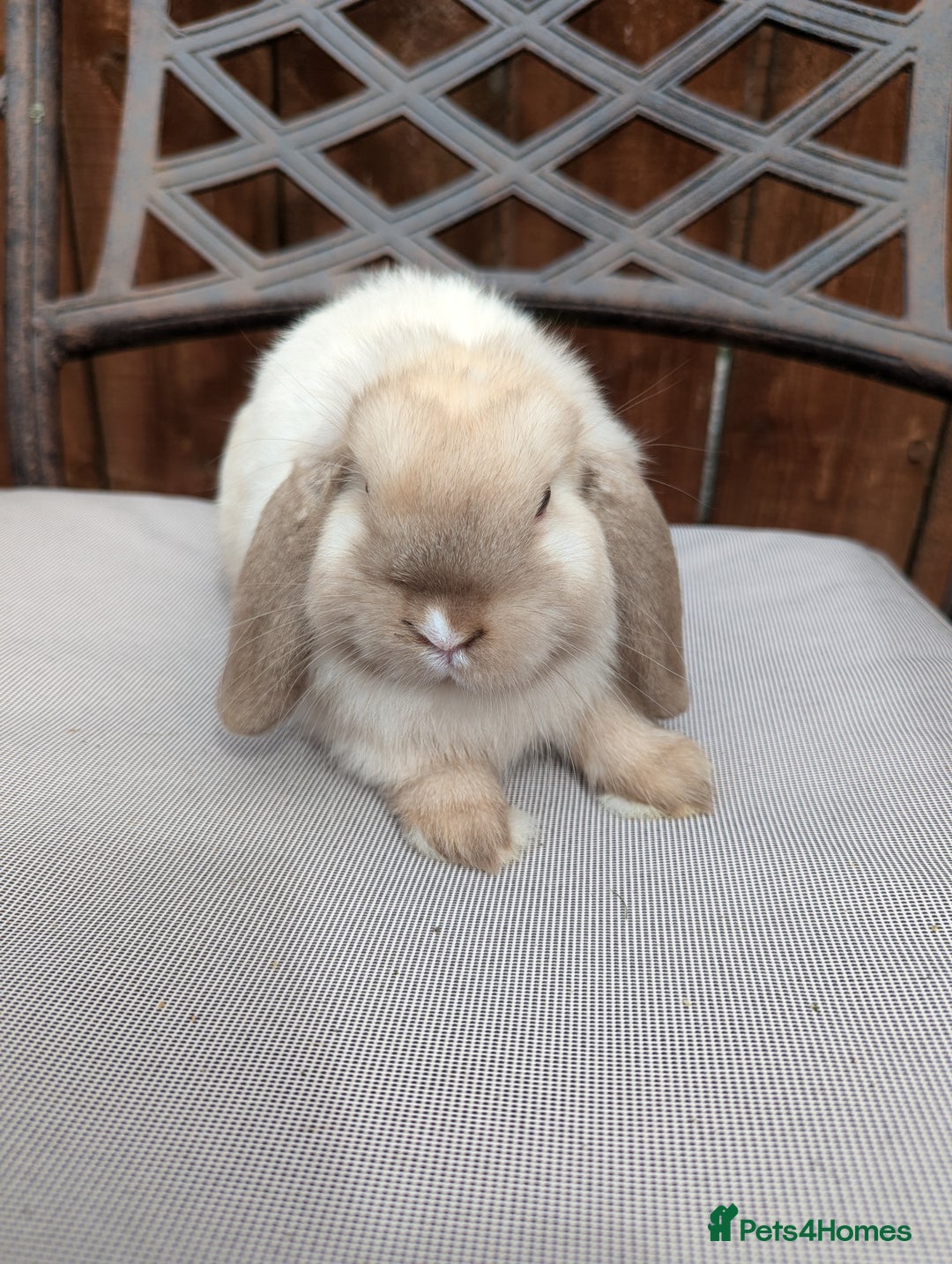 Mini Lop rabbits for sale: Mini lops baby rabbits for sale  - Image 7