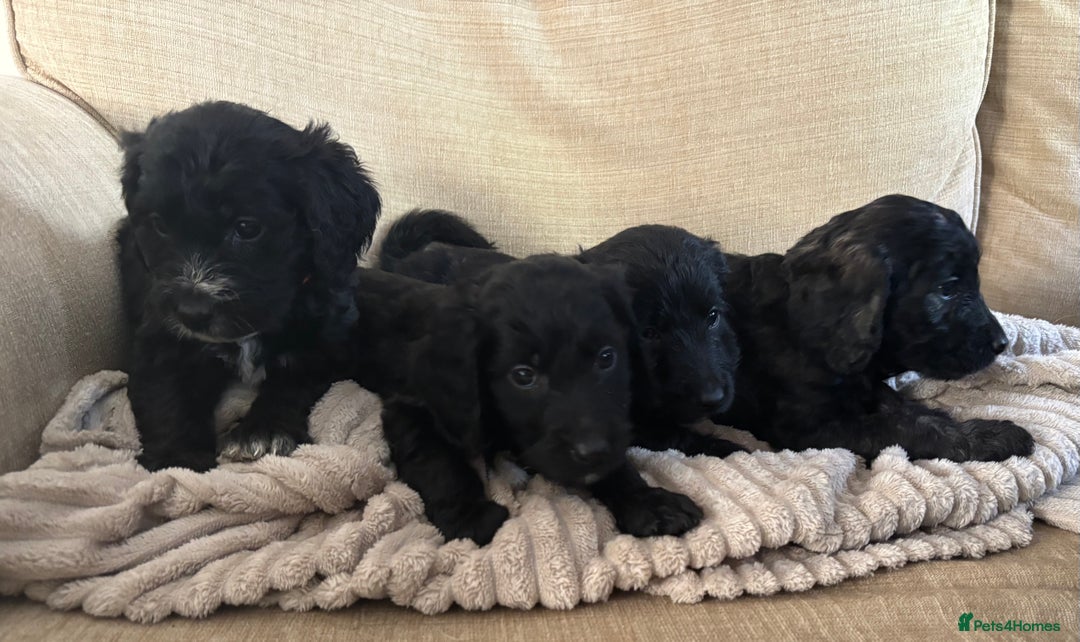 Goldendoodle dogs for sale: 12 Stunning Goldendoodles - Image 19