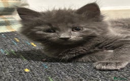 Domestic Shorthair cats for sale: Cute kittens in Dagenham - Image 23