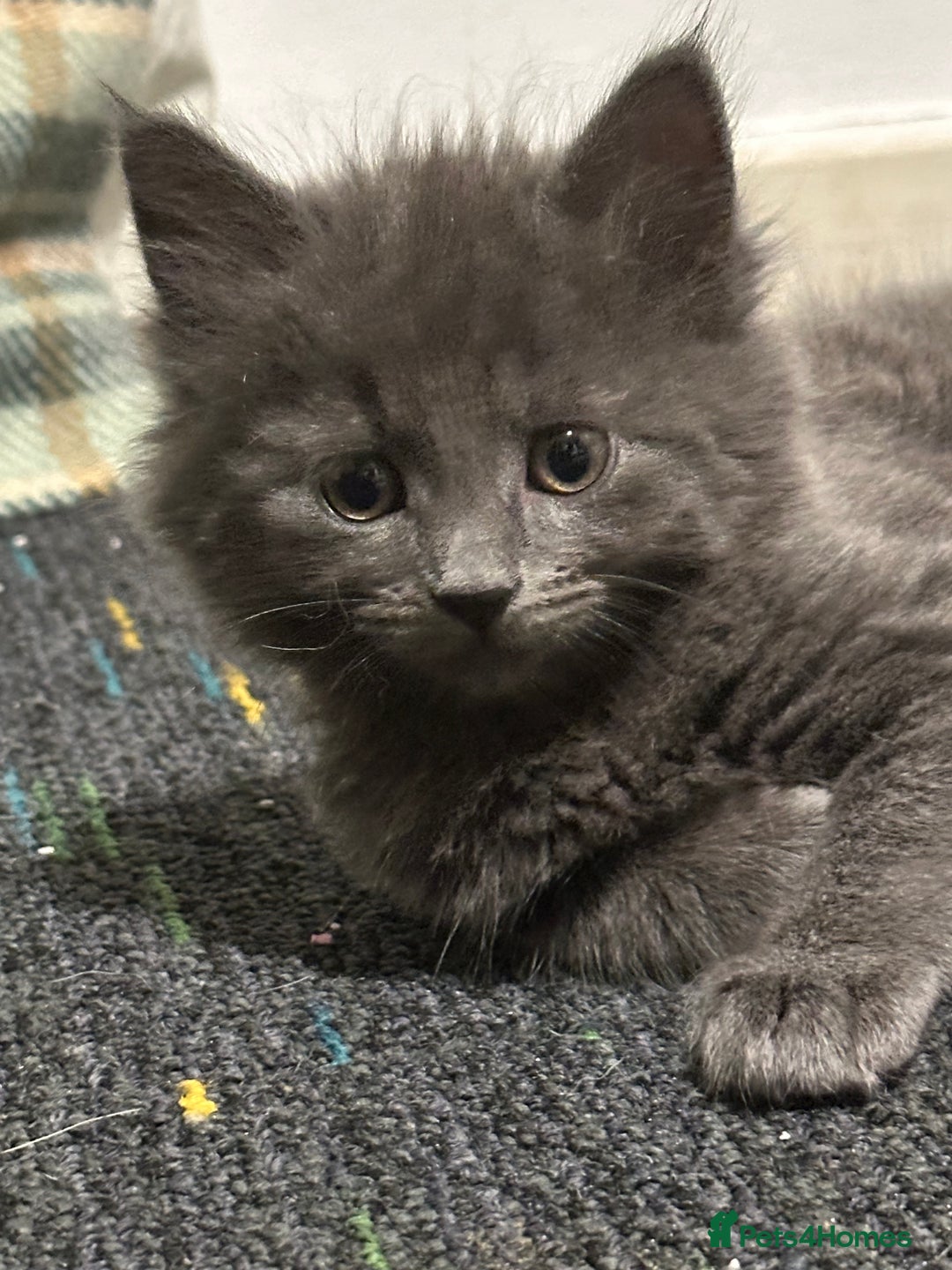 Domestic Shorthair cats for sale: Cute kittens in Dagenham - Image 23