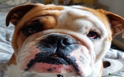 English Bulldog dogs for sale: KC registered Old English Bulldog - Image 7