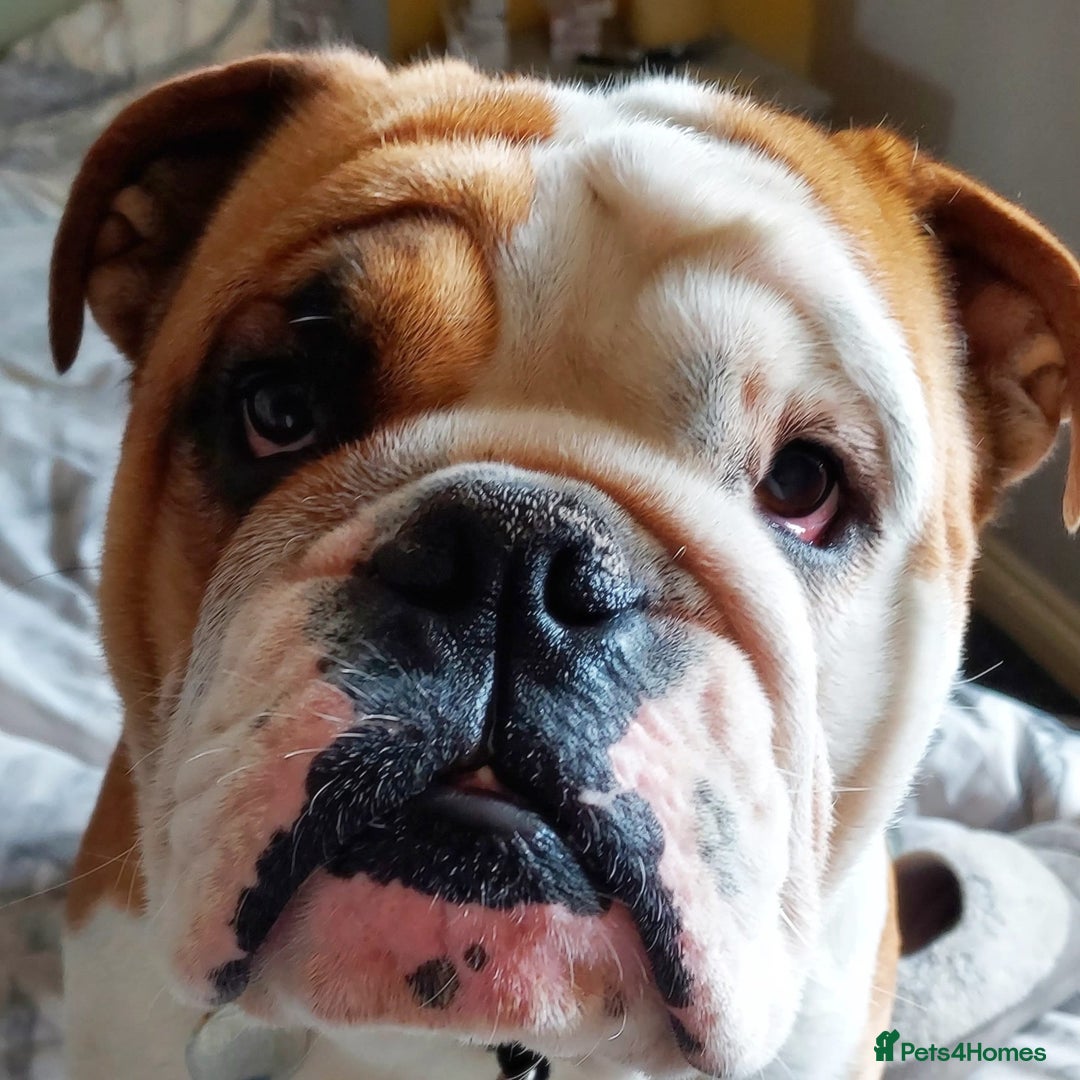 English Bulldog dogs for sale: KC registered Old English Bulldog - Image 7