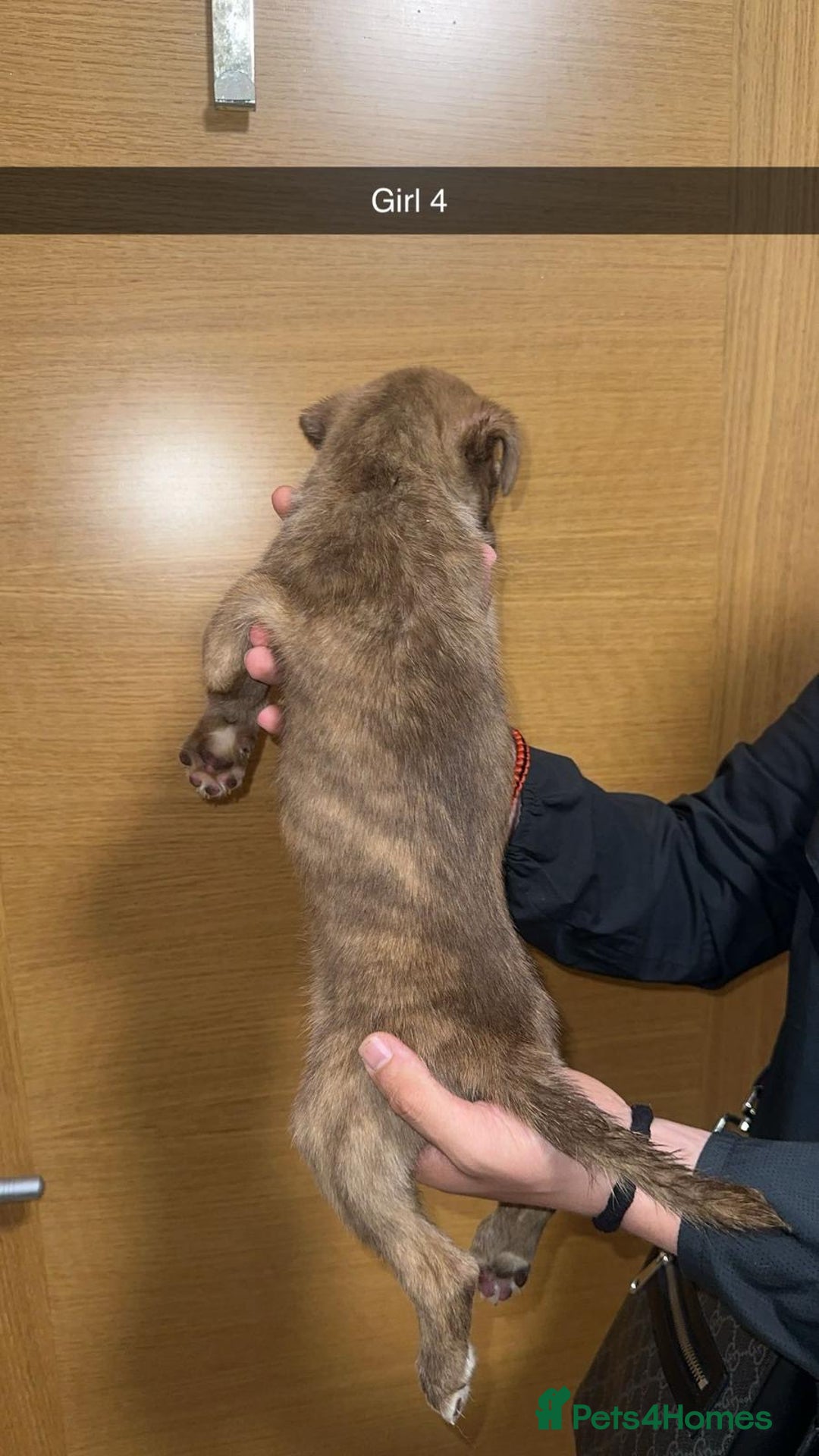 Mixed Breed dogs for sale: Puppies for sale  - Image 17