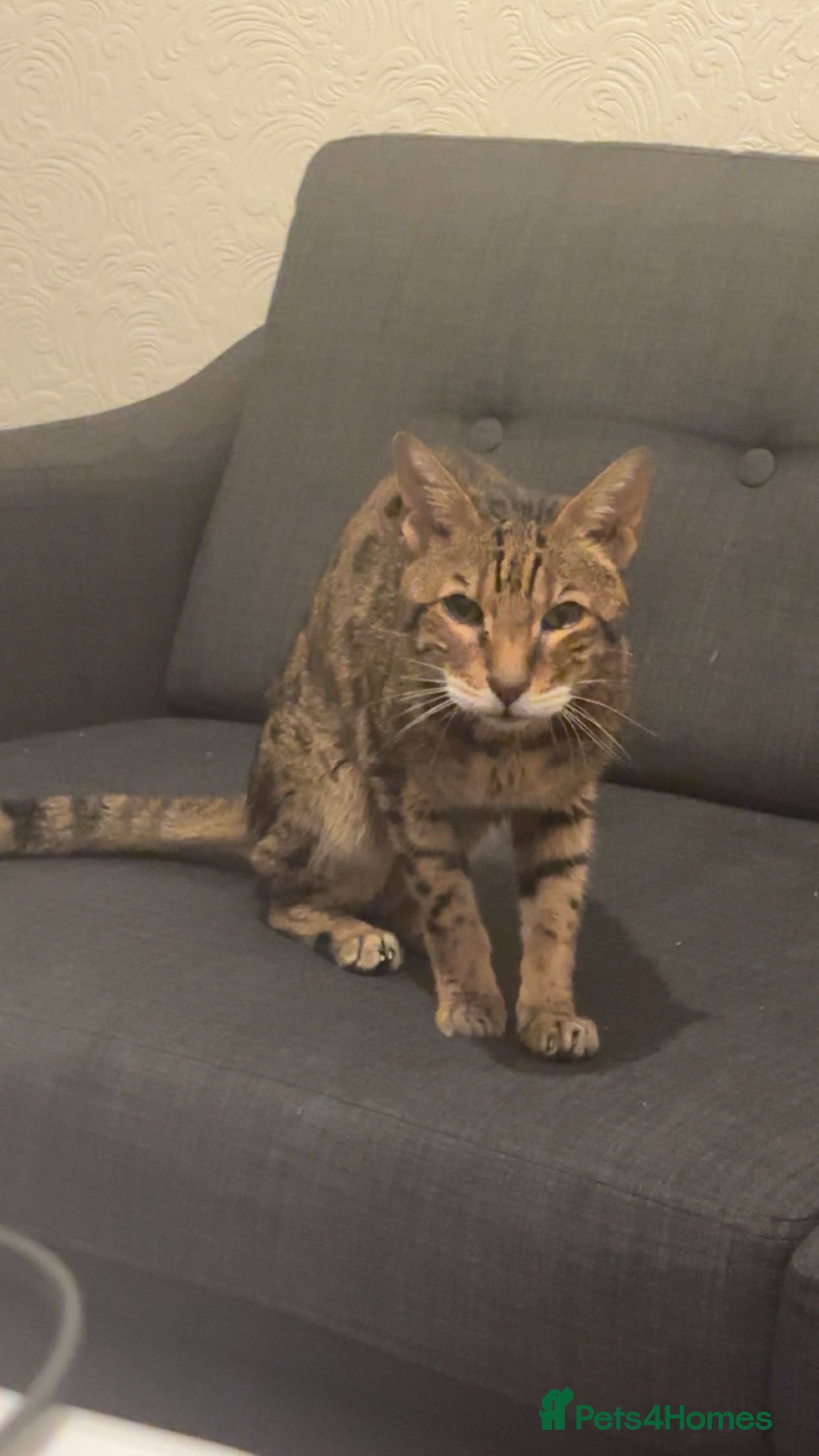 Savannah cats for sale: Savannah Cat - Advert 2