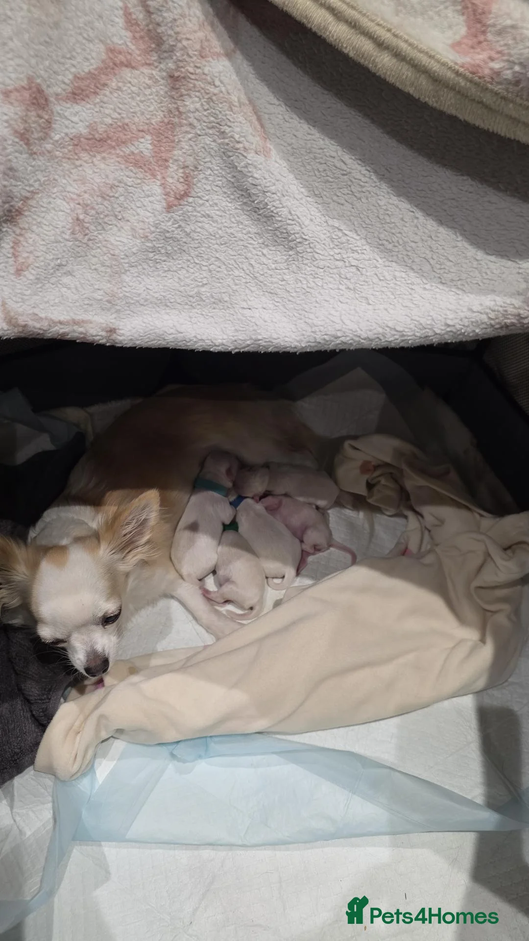 Chihuahua dogs for sale: Happy to announce that we have 4 puppies for sale in Christchurch - Advert 10