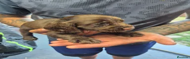 Cocker Spaniel 1