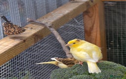 Canaries birds for sale: 9 canaries for sale £15 each - Image 3