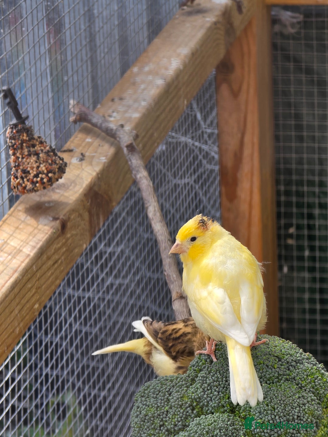 Canaries birds for sale: 9 canaries for sale £15 each - Image 3