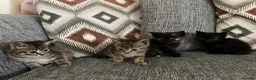 Mixed Breed cats for sale: 9 week old kittens  - Advert 11
