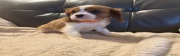 Cavalier King Charles Spaniel dogs for sale: Stunning cavalier King Charles puppies for sale - Advert 6