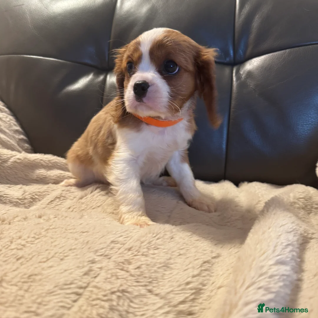Cavalier King Charles Spaniel dogs for sale: Stunning cavalier King Charles puppies for sale - Advert 6
