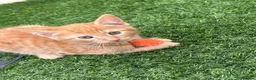 Mixed Breed cats for sale: 2 beautiful kittens looking for their forever home - Advert 3