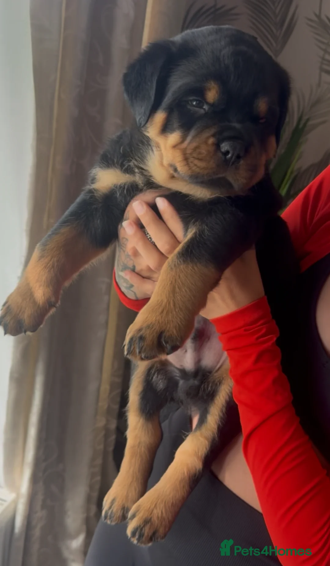 Rottweiler dogs for stud: HUGE HEALTH TESTED STUD - 0/0 hips 0/0 elbows in Bedford - Advert 22