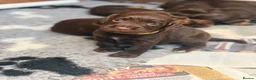 Cocker Spaniel dogs for sale: Working cocker spaniel puppies - all boys - Advert 12