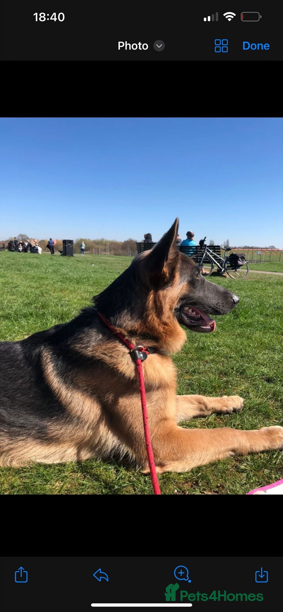 German Shepherd dogs for sale: Beautiful KC Registered GS pups - Advert 5