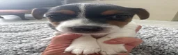 Jack Russell dogs for sale: 4 beautiful Jack Russell puppies for sale in Market Rasen - Advert 4