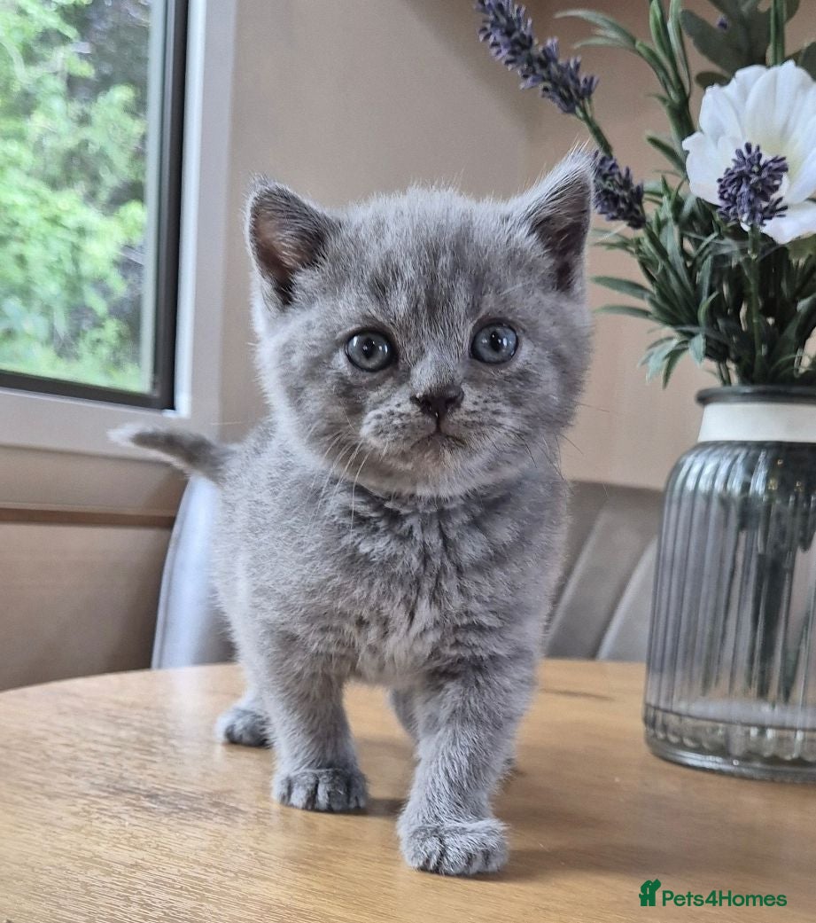British Shorthair cats Pure British Shorthair kittens - Advert 2