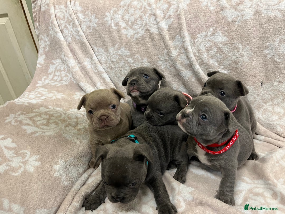 French Bulldog dogs for sale: Lovely Frenchies  - Advert 38