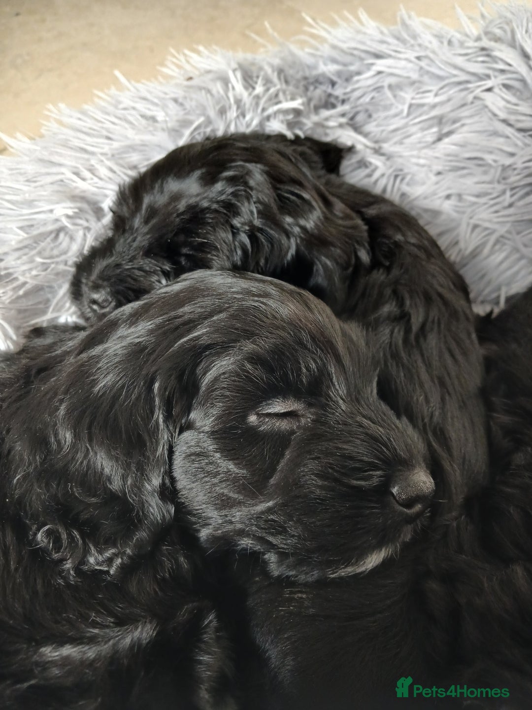 Cockapoo dogs for sale: Toy Cockapoo Puppies Looking for Loving Homes - Advert 24